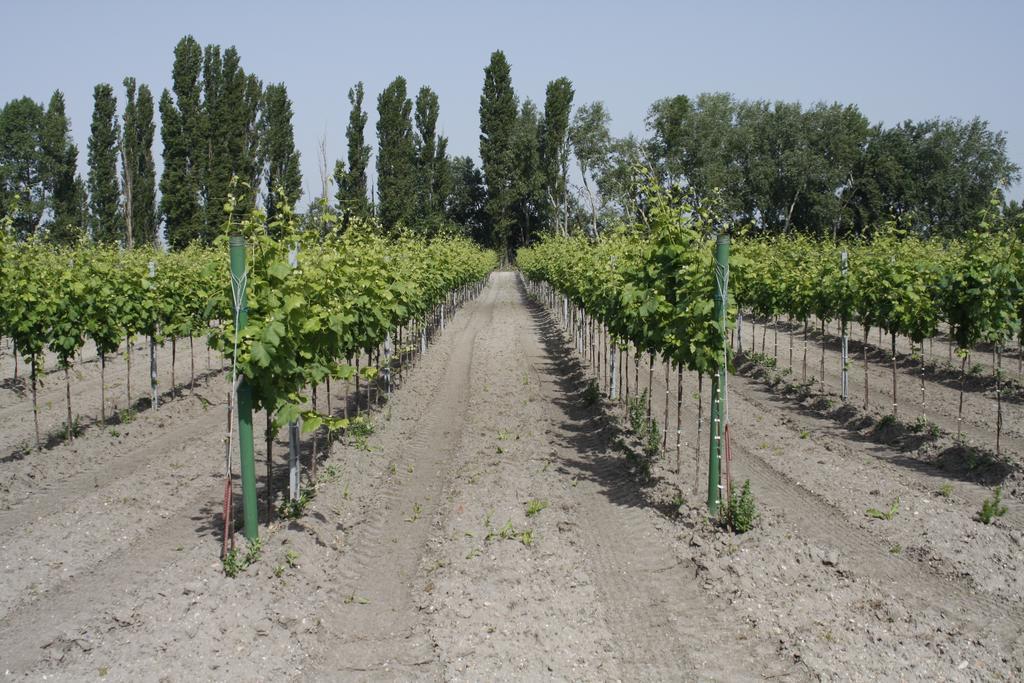 Pension & Weingut Storchenblick Illmitz Extérieur photo